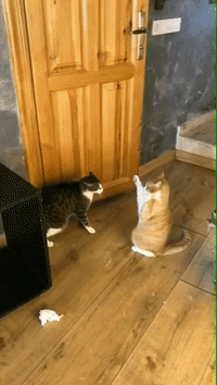 Cat Fight GIFs - Find & Share on GIPHY