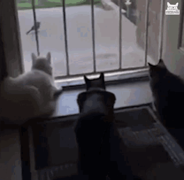 Frightened Cats GIFs | Tenor