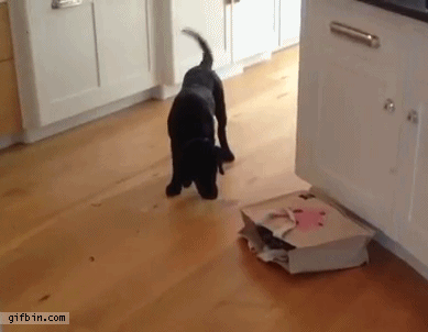 Puppy Scared By Cat Coming Out Of Bag | Best Funny Gifs Updated Daily