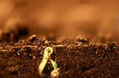 gif time lapse small green plant leaves sprouting out from cross section of the earth