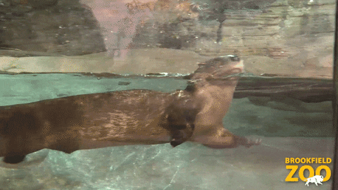 Excuse Me Swimming GIF by Brookfield Zoo