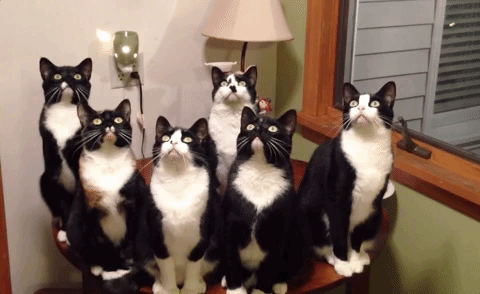 9 Times Animals Were Just Totally In Sync (Gifs) - I Can Has Cheezburger?