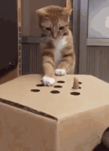 Whack A Mole Cute GIF - Whack A Mole Cute Cat GIFs