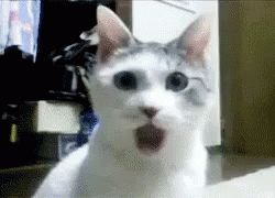 Shocked Cat GIFs | Tenor