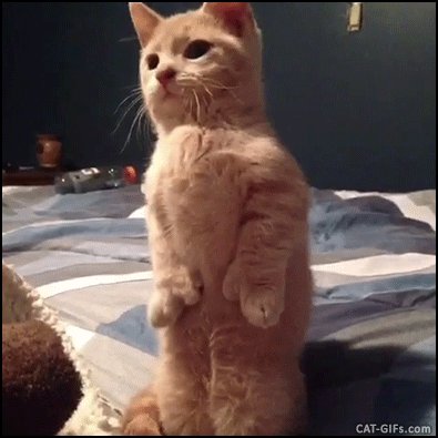 Animated CAT GIF • Polydactyl meerCAT senses danger & potential predators.  MeerCATs have a very keen sense of smell and excellent eyesight, which are  major aids…