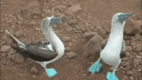 Blue Footed Booby GIFs - Find & Share on GIPHY