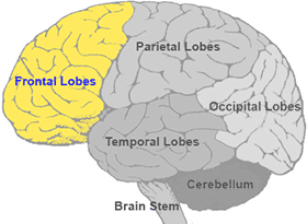 Brain Map Frontal Lobes | Queensland Health