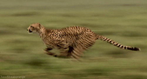 Running-cat GIFs - Get the best GIF on GIPHY