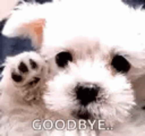 Goodbye Friend GIF - Goodbye Friend Dog - Discover & Share GIFs