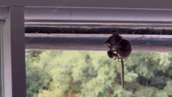 A GIF showing a pygmy shrew caught in a web, while a noble widow spider crawls over it