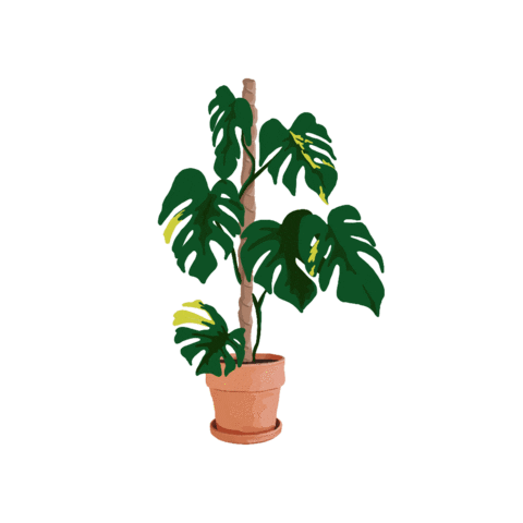 Variegated Monstera Sticker by Monstera Mania for iOS & Android | GIPHY