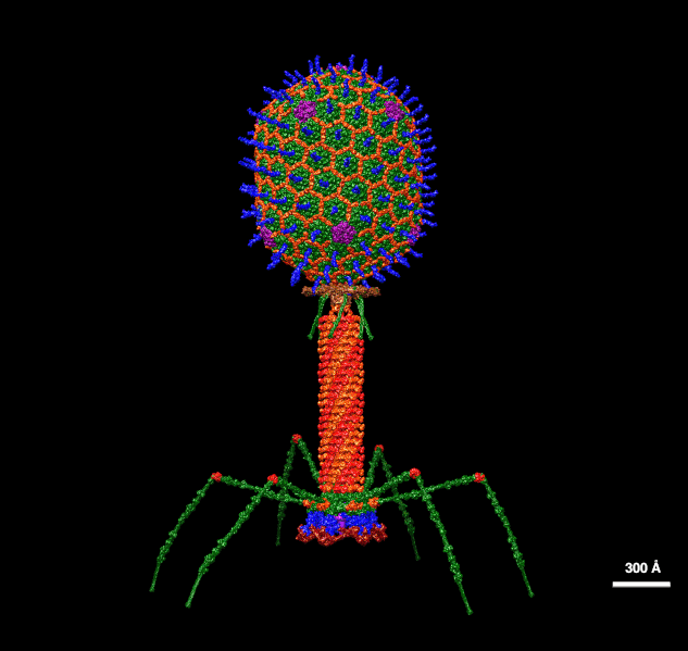 File:T4 Bacteriophage.gif