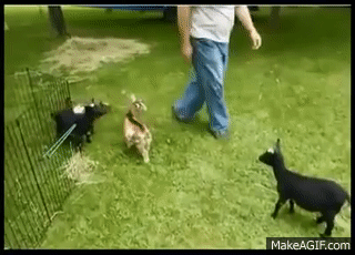 Crazy Baby Goat! Back Flips off Other Goats! on Make a GIF