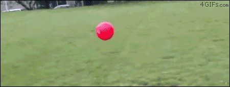 Dog bouncing off ball Gif