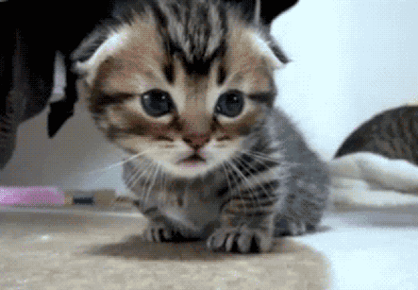 13 Adorable Kitten GIFs That Will Make You Never Want to Leave the Internet  – SheKnows