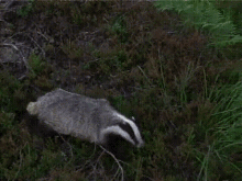 Nope Badger GIF - Nope Badger Jumping - Discover & Share GIFs