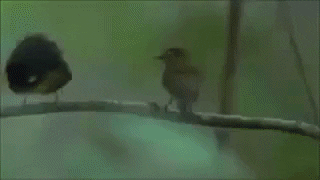 GIF of a birb sexually harrassing another