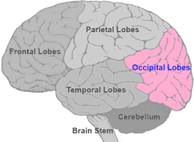Brain Map: Occipital Lobes | Queensland Health
