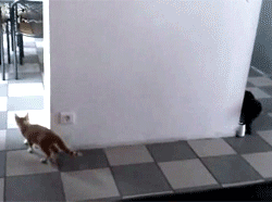 Tag, you're it! | Funny Cat GIFs on Make a GIF