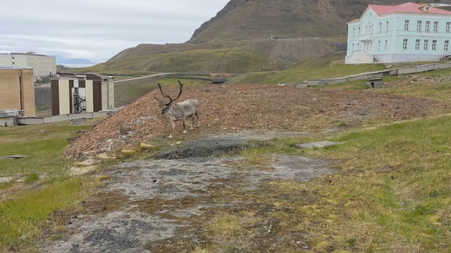 Reindeer running in Barentsburg.