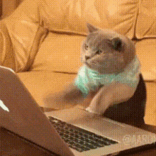 Cat Typing Gif GIFs | Tenor