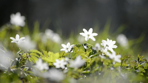 Tumblr | Nature gif, Wood anemone, Nature