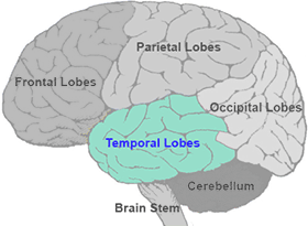 Brain Map: Temporal Lobes | Queensland Health