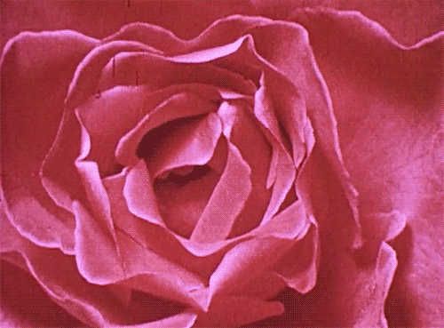 This may contain: a pink rose is shown in this image