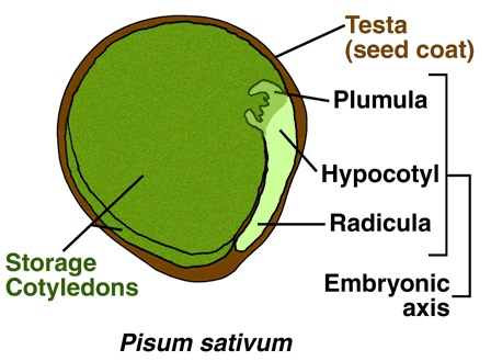 The Seed Biology Place - Seed Structure and Anatomy
