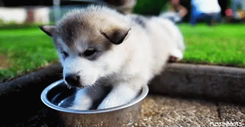 Cute Dog Dogs GIF - CuteDog Dogs Huskys - Discover & Share GIFs | Cute dogs,  Super cute puppies, Funny dog pictures