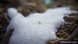 Time lapse of Snow melting [HD] on Make a GIF