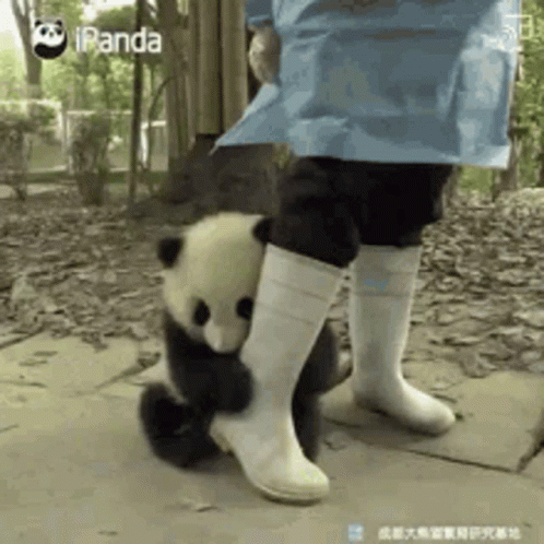 Dont Go Please Please GIF - Dont Go Please Please - Discover & Share GIFs |  Panda bear, Panda hug, Gif