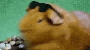 Shocked Guinea Pig GIF by MOODMAN Shocked Guinea Pig GIF by MOODMAN
