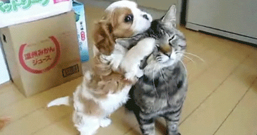 Cutest-puppy-ever GIFs - Get the best GIF on GIPHY