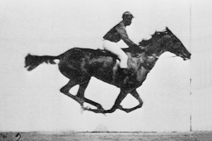 File:Muybridge race horse animated.gif - Wikimedia Commons