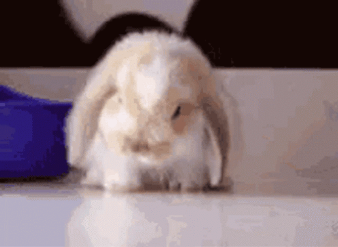 Groggy Bunny Cute Animal GIF | GIFDB.com