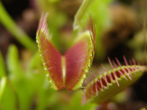 File:Dionaea muscipula closing trap animation.gif - Wikimedia Commons