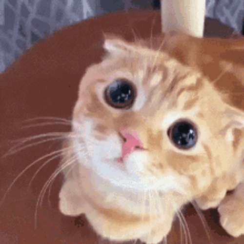 Curious Orange Cute Cat GIF | GIFDB.com