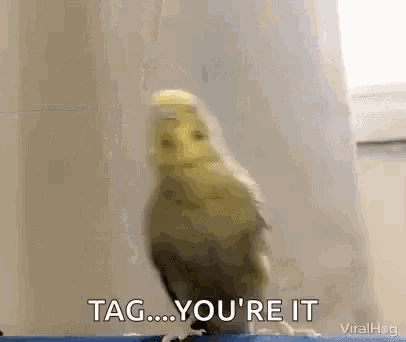 Tag You Are It GIF - Tag You Are It Youre It - Discover & Share GIFs