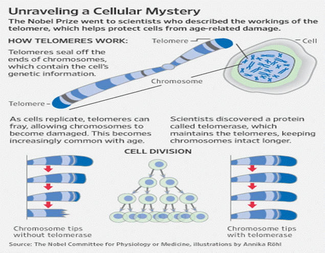 unraveling a cellular mystery