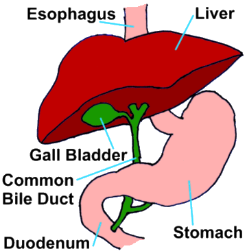 Cholangiohepatitis (Feline) - Mar Vista Animal Medical Center