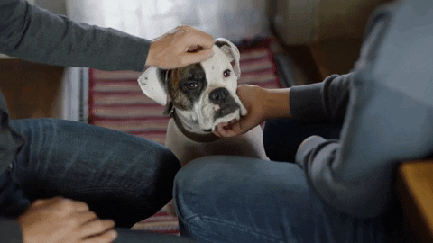 Pet The Dog GIF by Hallmark Movies & Mysteries