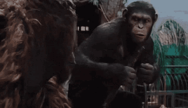 Apes Together Strong 0p1sf GIF - Apes Together Strong 0p1sf GIFs