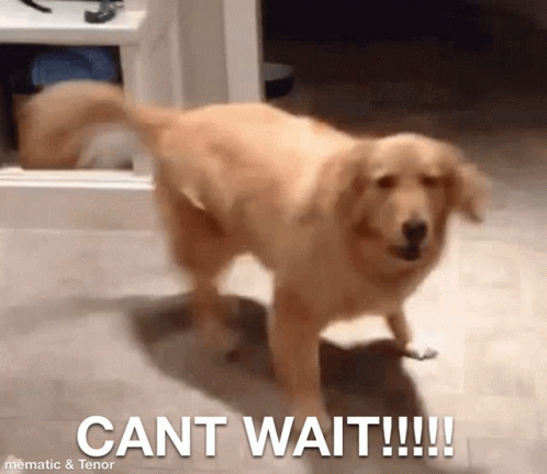 Cant Wait Excited GIF - CantWait Excited Whoo - Discover & Share GIFs |  Excited dog gif, Excited dog, Excited gif