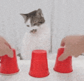 Shell Game Bowls GIF - Shell Game Bowls Hand Dance - Discover & Share GIFs