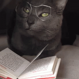 Cat with wire frame glasses lifting his head from a book as in thought