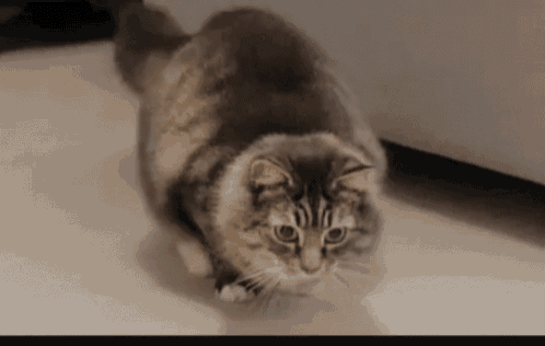 Cat Moving GIF - Cat Moving Wiggle - Discover & Share GIFs