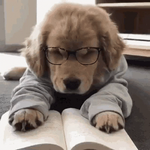Cute Dog GIF - Cute Dog Animals - Discover & Share GIFs | Divertente,  Buonanotte