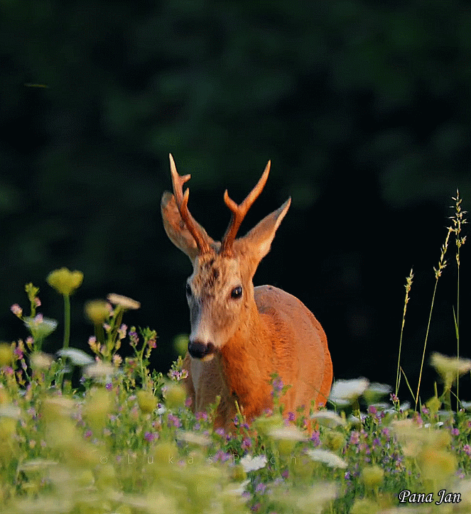 Pana Jan — Roe deer grazing in a meadow
