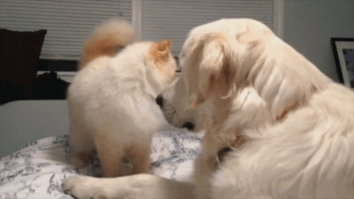 Cat Dog GIF by America's Funniest Home Videos - Find & Share on GIPHY